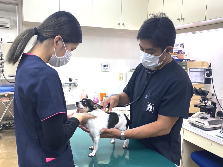 春日部はる動物病院　一般内科