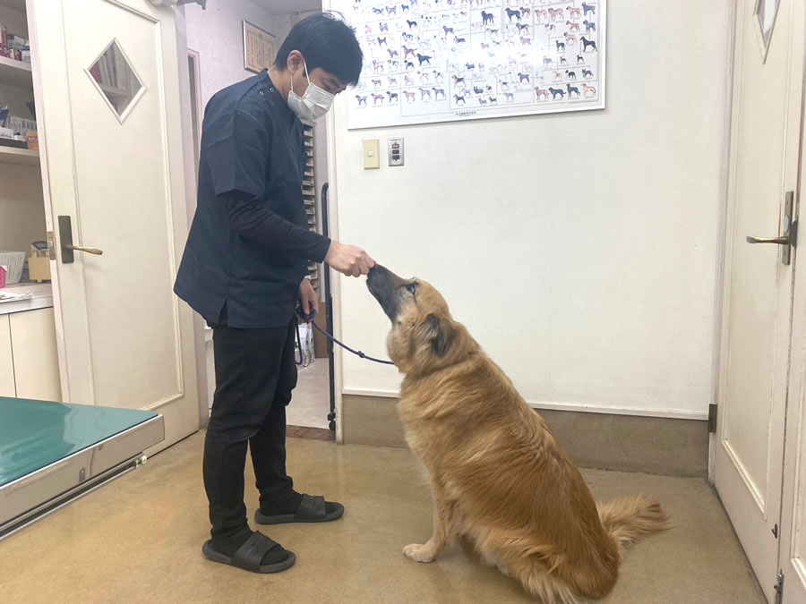 春日部はる動物病院　しつけ・教育・介護・問題行動　相談